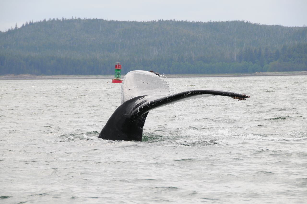 Humpback whale, Juneau