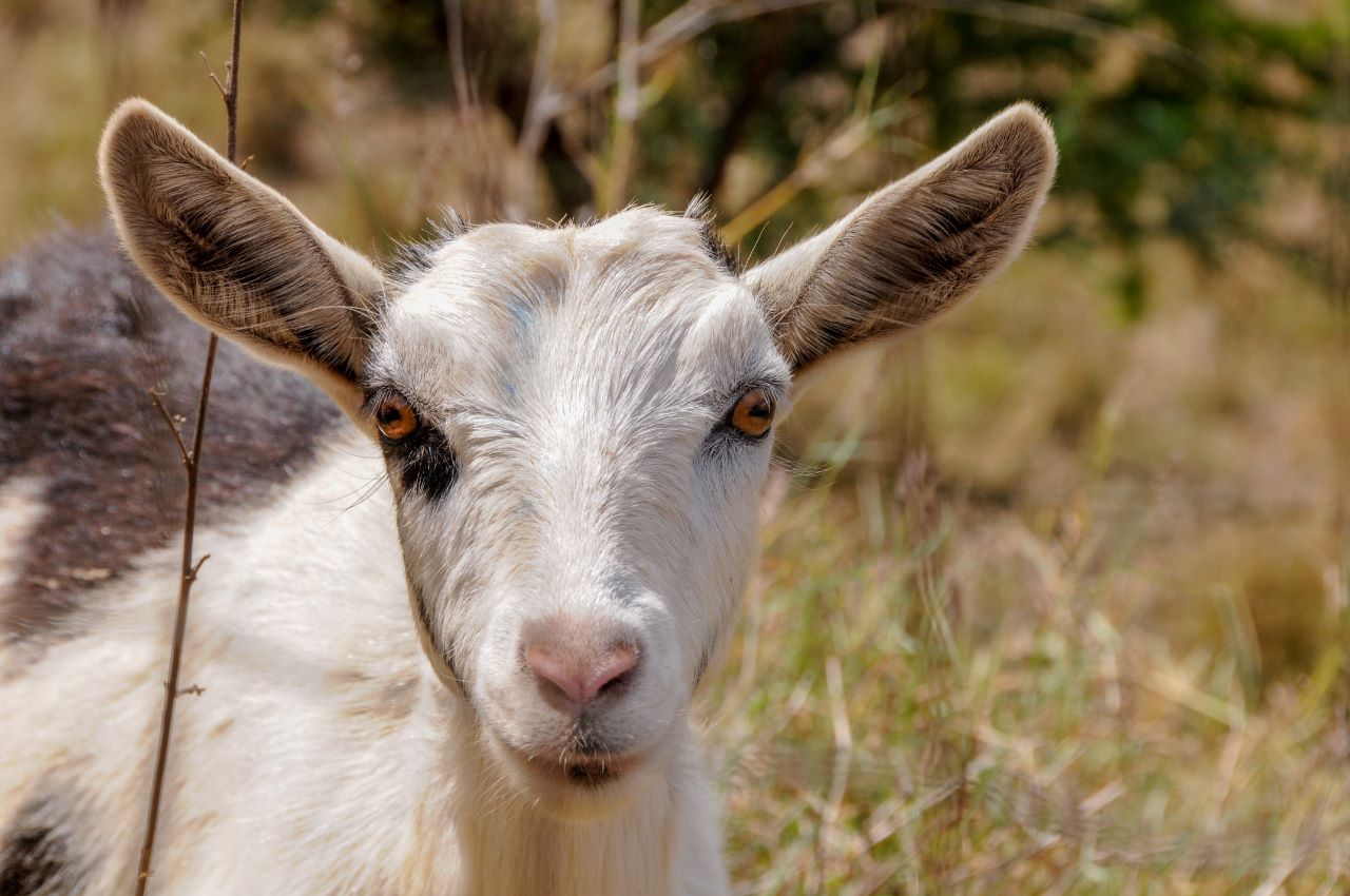 At the goat farm